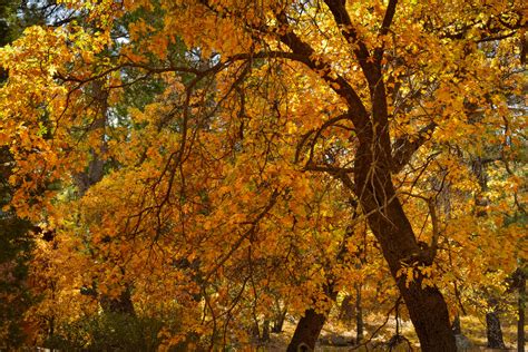 Mt. Laguna: Sunrise Highway – California Fall Color