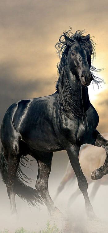 Black Horse Wallpaper