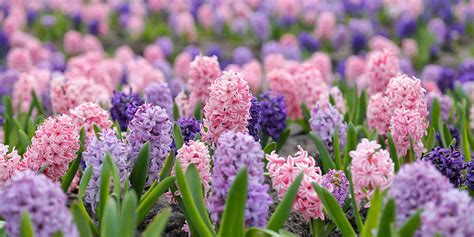 How To Grow Hyacinths | Best Hyacinth Varieties - Which?