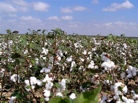 Cotton Farming