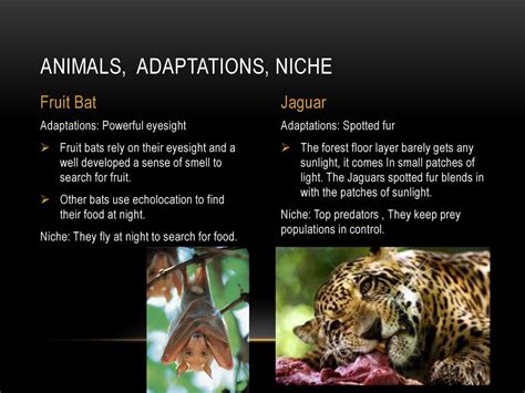 Biome Presentation By Tiffany Franco. - ppt download