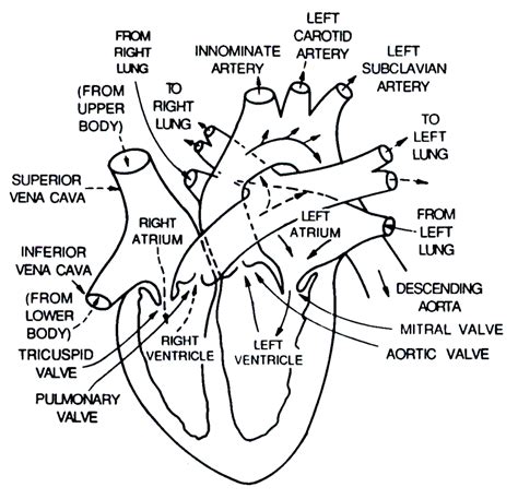 2: The heart's chambers and valves, from [120]. | Download Scientific ...