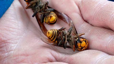 Scientists Destroyed a Nest of Murder Hornets. Here’s What They Learned. - The New York Times