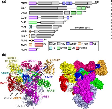 Figure 1 from Aminoacyl-tRNA synthetases of the multi-tRNA synthetase complex and their role in ...