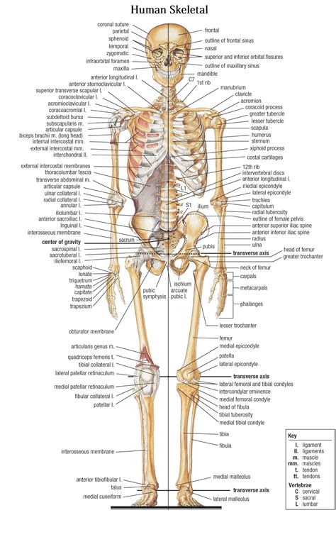 Bones in the Human Body - human body bones name