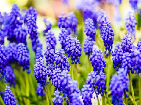 Naturalizing Grape Hyacinths - Tips On Planting Grape Hyacinth Bulbs In Lawns