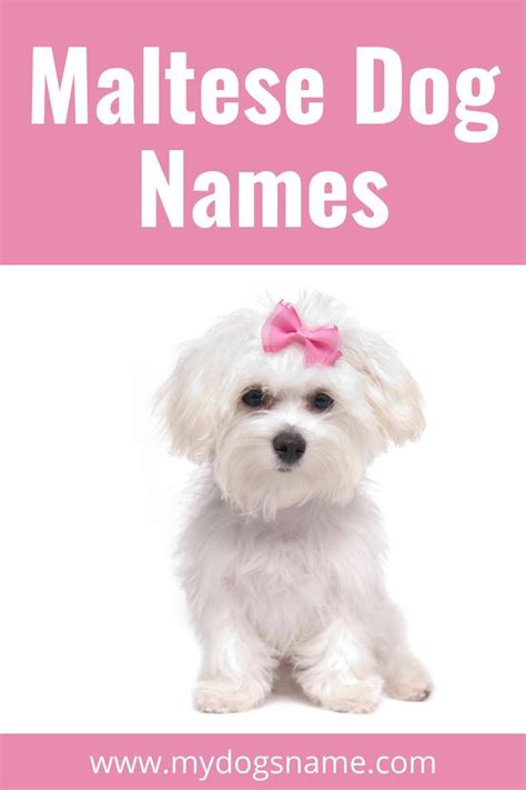 Maltese Dog Names – 99 Adorable Ideas For Maltese Pups | Dog names, Maltese dogs, Maltese