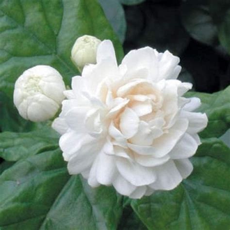 White Fresh Jasmine Flower, Rs 400 /kg Sugi Exports | ID: 23325244762