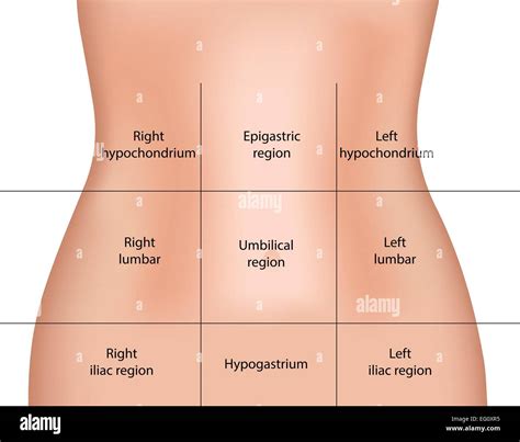 Abdominal Regions Stock Vector Image & Art - Alamy