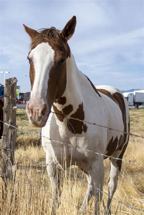 Brown And White Horse looking for a carrot in Utah. | Brown and white horse, Horses, Horse aesthetic