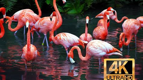 Watch flamingo birds dancing || Flamingo birds flying || Flamingo bird ...