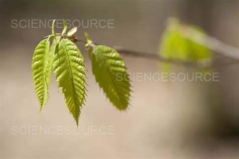 Photograph | American Chestnut Leaves | Science Source Images