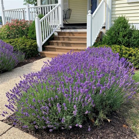 Are Lavender Patio Trees Perennials? – Craftsmumship