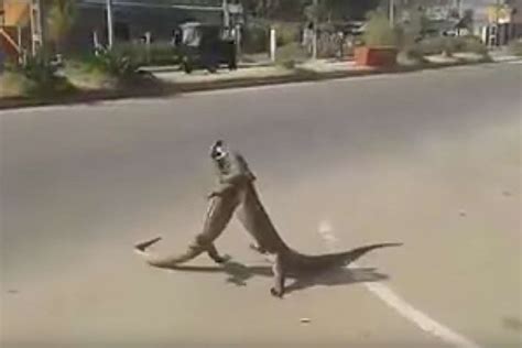 WATCH: Street-fighting lizards disrupt traffic | animal-behaviour | Earth Touch News