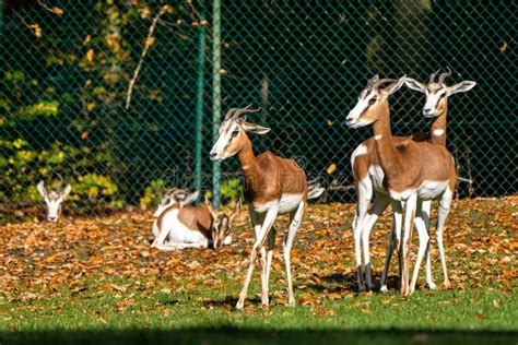 Dama Gazelle, Gazella Dama Mhorr Or Mhorr Gazelle Is A Species Of ...