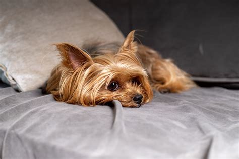 9 Reasons Why Yorkies Sleep So Much – Mercury Pets