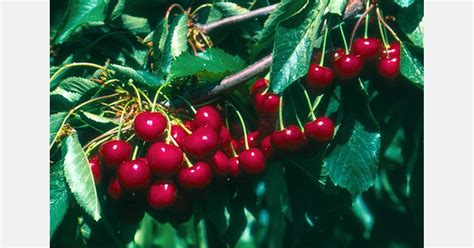 New partnership aims to develop new cherry varieties