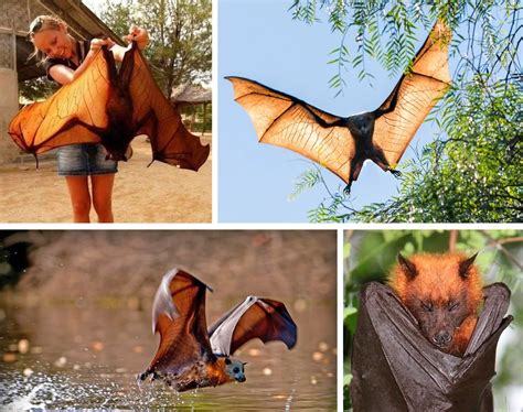 Giant Golden Crowned Flying Fox Bat is one of the world's largest bats : Damnthatsinteresting ...