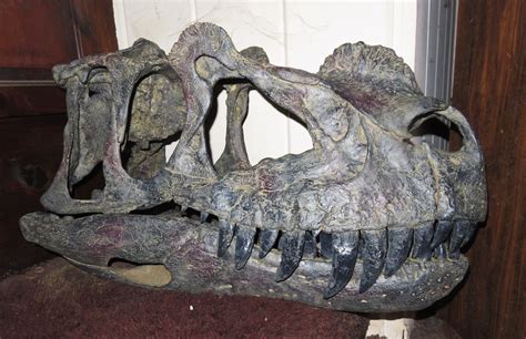 Ceratosaurus Skull