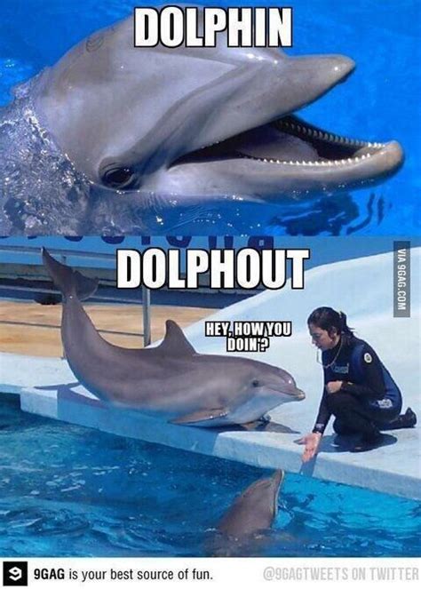 Celebrating Dolphin Day With Some Playful Memes | Funny memes, Funny ...