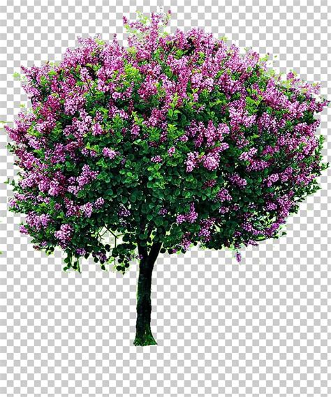 Shrub Lilac Tree Pruning Garden PNG, Clipart, Bougainvillea, Box ...