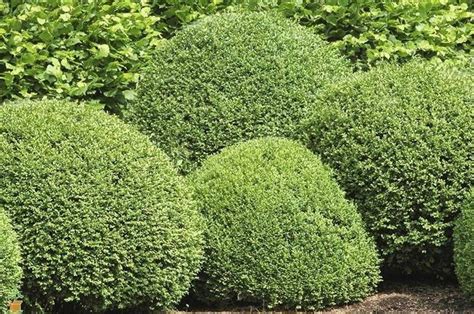 Evergreen Shrubs For Shade | Top 17 Choices | Shade shrubs, Green ...