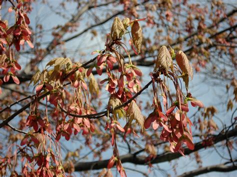 Fungus Japanese Maple Tree Diseases Pictures - It can also affect ...