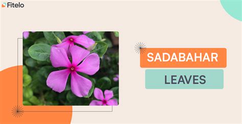 Sadabahar Leaves Benefits: Nutrition, Uses And Precautions