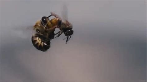 Queen Honey Bee Mating