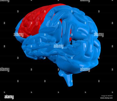 Blue brain with highlighted red cerebrum on black background Stock Photo - Alamy