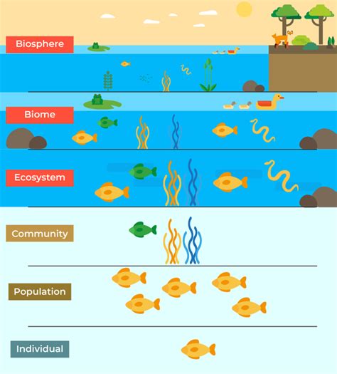 What is Ecology? Types, Importance And Examples - GeeksforGeeks