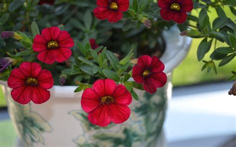 Red petunias wallpaper - Flower wallpapers - #40365