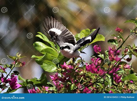 Loggerhead Shrike Flying Out of Its Nest! Stock Image - Image of animal, wildlife: 281610453