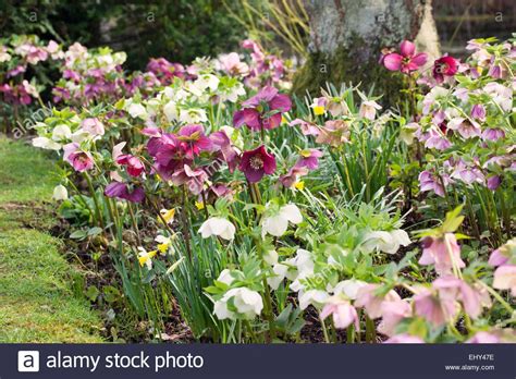 MIxed Hellebores planted in a spring garden border Stock Photo, Royalty Free Image: 79886674 ...