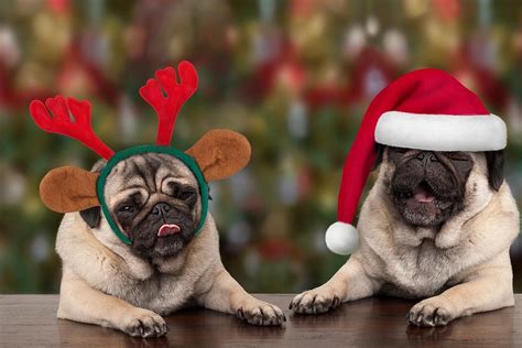 Christmas Pugs Wallpapers - Wallpaper Cave