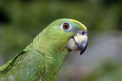 Green parrot Free Photo Download | FreeImages