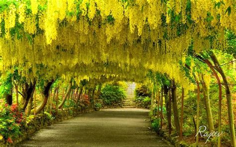 Laburnum Arch, Bodnant Garden, North Wales | Landscape, Archway, Outdoor