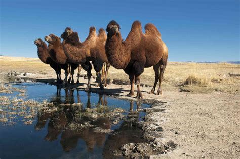 8 Fascinating Facts About Camels