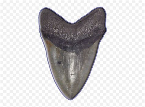 Shark Teeth Png Image Arts - Transparent Shark Tooth Png,Teeth Png ...
