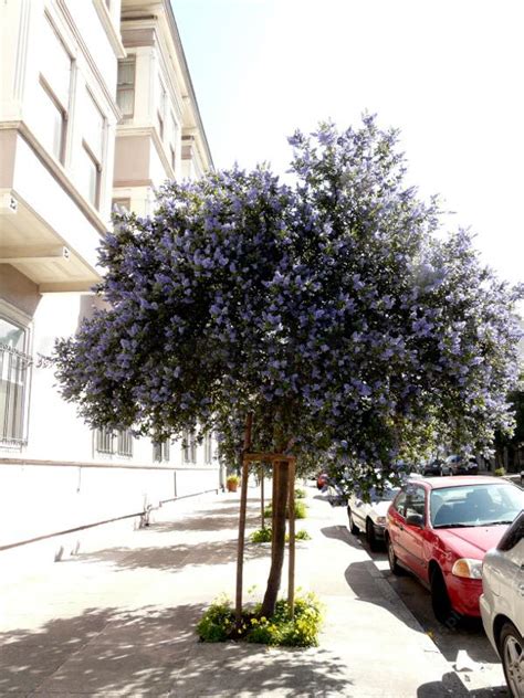 ceanothus-ray-hartman.jpg (600×800) | Drought tolerant landscape ...