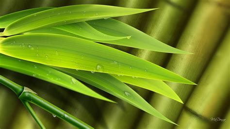 Bamboo Leaves Wallpaper