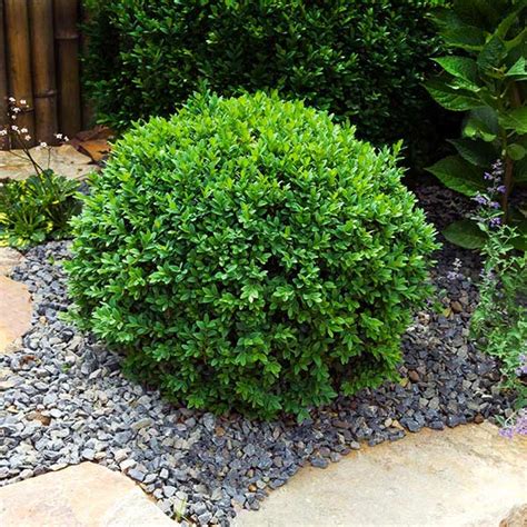 Dwarf English Boxwoods for Sale | BrighterBlooms.com