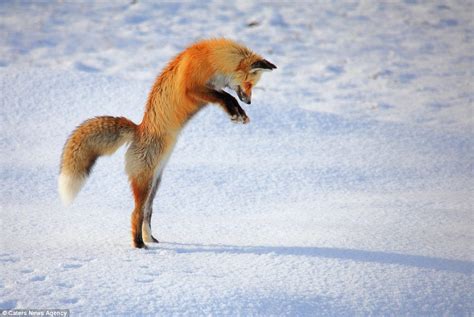 Fox cub photographed getting stuck in the snow to catch a vole | Daily Mail Online