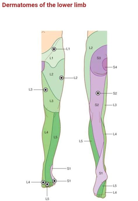 Dermatomes Of Lower Limb Great Toe L4 Reflexology Foot Map | Dermatome Map