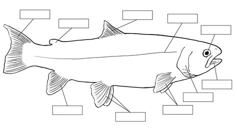 Fish Anatomy Worksheet