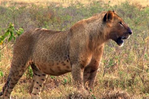 Lion pictures and videos