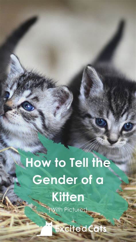 How to Tell the Gender of a Kitten (With Pictures) | Newborn kittens, Kitten care, Kittens