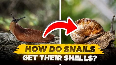 Snails Can Live Without Shells