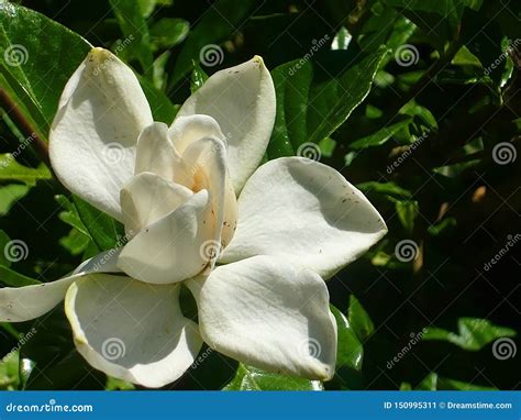 Pure White Flower of Magnolia. Stock Image - Image of flora, closeup: 150995311