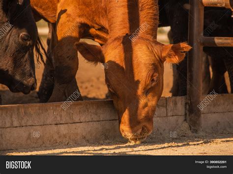 Limousine Bulls On Image & Photo (Free Trial) | Bigstock